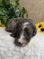 Bean with one Blue Eye, a female Miniature Bernedoodle for sale in Springfield, MO – Photo 9 of 10