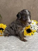 Bean with one Blue Eye, a female Miniature Bernedoodle for sale in Springfield, MO – Photo 3 of 10