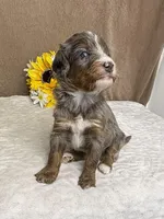 Bean with one Blue Eye, a female Miniature Bernedoodle for sale in Springfield, MO – Photo 1 of 10