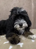 Stormy, a male Miniature Bernedoodle for sale in Springfield, MO – 5 of 10