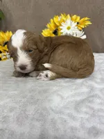 Java, a male Miniature Bernedoodle for sale in Springfield, MO – Photo 10 of 10