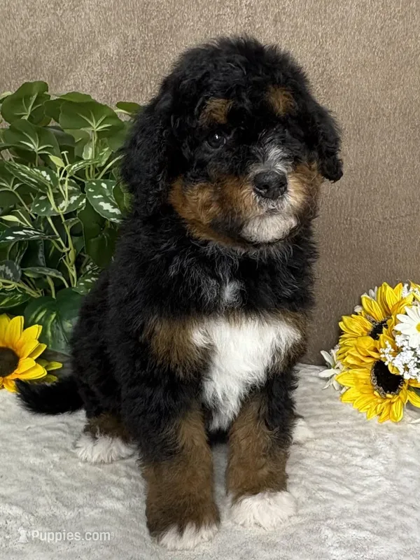 Melody , a female Miniature Bernedoodle for sale in Springfield, MO – Photo 1 of 10