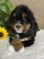 Melody , a female Miniature Bernedoodle for sale in Springfield, MO – Photo 3 of 10
