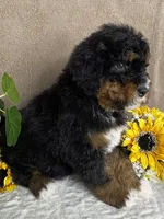Melody , a female Miniature Bernedoodle for sale in Springfield, MO – Photo 6 of 10