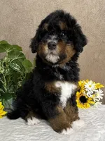Melody , a female Miniature Bernedoodle for sale in Springfield, MO – Photo 5 of 10