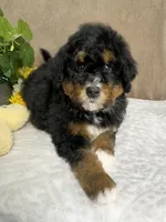 Melody , a female Miniature Bernedoodle for sale in Springfield, MO – Photo 2 of 10
