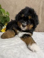 Melody , a female Miniature Bernedoodle for sale in Springfield, MO – Photo 8 of 10