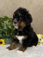 Melody , a female Miniature Bernedoodle for sale in Springfield, MO – Photo 4 of 10