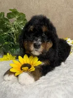 Melody , a female Miniature Bernedoodle for sale in Springfield, MO – Photo 9 of 10