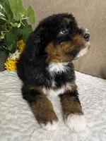Melody , a female Miniature Bernedoodle for sale in Springfield, MO – Photo 7 of 10