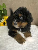 Melody , a female Miniature Bernedoodle for sale in Springfield, MO – Photo 10 of 10
