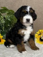Rhythm, a female Miniature Bernedoodle for sale in Springfield, MO – Photo 8 of 10
