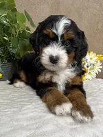 Rhythm, a female Miniature Bernedoodle for sale in Springfield, MO – Photo 9 of 10