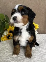 Rhythm, a female Miniature Bernedoodle for sale in Springfield, MO – Photo 6 of 10