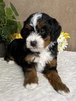 Rhythm, a female Miniature Bernedoodle for sale in Springfield, MO – Photo 2 of 10