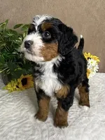 Rhythm, a female Miniature Bernedoodle for sale in Springfield, MO – Photo 3 of 10