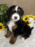 Rhythm, a female Miniature Bernedoodle for sale in Springfield, MO – Photo 5 of 10
