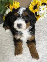 Rhythm, a female Miniature Bernedoodle for sale in Springfield, MO – Photo 7 of 10