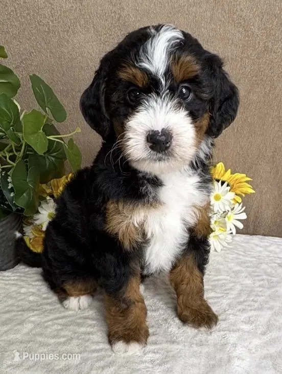 Rhythm, a female Miniature Bernedoodle for sale in Springfield, MO – Photo 1 of 10