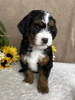 Rhythm, a female Miniature Bernedoodle for sale in Springfield, MO – Photo 10 of 10