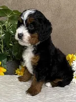 Rhythm, a female Miniature Bernedoodle for sale in Springfield, MO – Photo 4 of 10