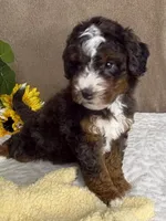 Maestro, a male Miniature Bernedoodle for sale in Springfield, MO – Photo 5 of 9