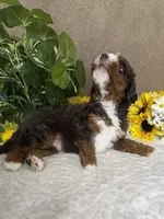 Maestro, a male Miniature Bernedoodle for sale in Springfield, MO – Photo 9 of 9