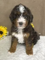 Maestro, a male Miniature Bernedoodle for sale in Springfield, MO – Photo 3 of 9