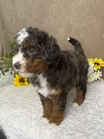 Maestro, a male Miniature Bernedoodle for sale in Springfield, MO – Photo 6 of 9