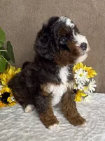 Maestro, a male Miniature Bernedoodle for sale in Springfield, MO – Photo 2 of 9