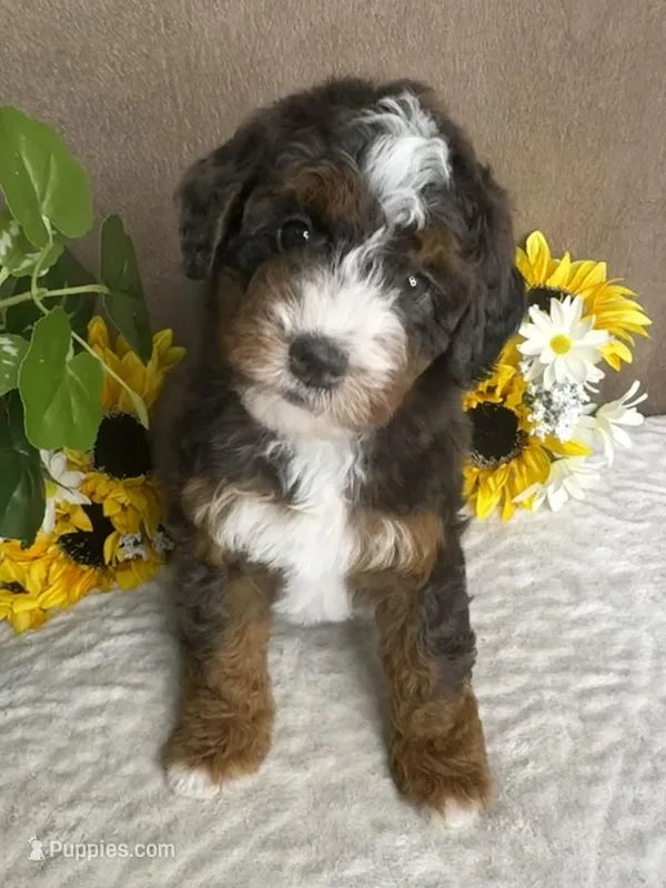 Maestro, a male Miniature Bernedoodle for sale in Springfield, MO – Photo 1 of 9