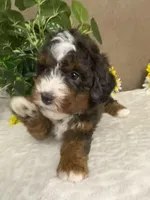 Maestro, a male Miniature Bernedoodle for sale in Springfield, MO – Photo 4 of 9