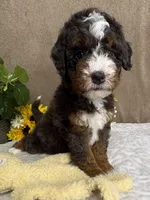 Maestro, a male Miniature Bernedoodle for sale in Springfield, MO – Photo 7 of 9