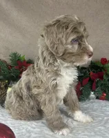 Clay, a male Bernedoodle for sale in Springfield, MO – Photo 2 of 10