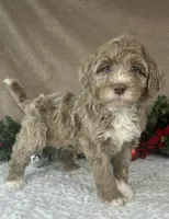 Clay, a male Bernedoodle for sale in Springfield, MO – Photo 8 of 10