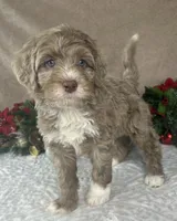 Clay, a male Bernedoodle for sale in Springfield, MO – Photo 4 of 10