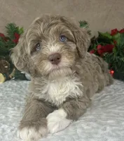Clay, a male Bernedoodle for sale in Springfield, MO – Photo 6 of 10