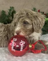 Clay, a male Bernedoodle for sale in Springfield, MO – Photo 9 of 10