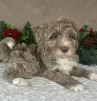 Clay, a male Bernedoodle for sale in Springfield, MO – Photo 7 of 10