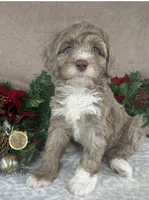 Clay, a male Bernedoodle for sale in Springfield, MO – Photo 1 of 10