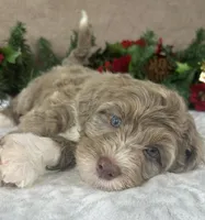 Clay, a male Bernedoodle for sale in Springfield, MO – Photo 5 of 10