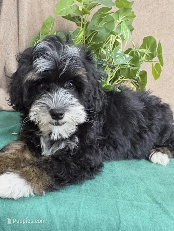 Stormy – Miniature Bernedoodle puppy for sale in Springfield, MO