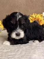 Stormy, a male Miniature Bernedoodle for sale in Springfield, MO – Photo 5 of 10