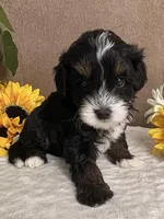 Stormy, a male Miniature Bernedoodle for sale in Springfield, MO – Photo 8 of 10
