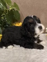 Stormy, a male Miniature Bernedoodle for sale in Springfield, MO – Photo 7 of 10