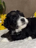 Stormy, a male Miniature Bernedoodle for sale in Springfield, MO – Photo 4 of 10