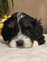 Stormy, a male Miniature Bernedoodle for sale in Springfield, MO – Photo 10 of 10