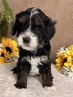 Stormy, a male Miniature Bernedoodle for sale in Springfield, MO – Photo 1 of 10