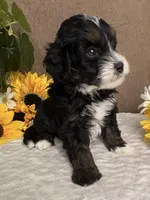 Stormy, a male Miniature Bernedoodle for sale in Springfield, MO – Photo 3 of 10