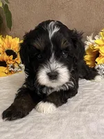 Stormy, a male Miniature Bernedoodle for sale in Springfield, MO – Photo 6 of 10